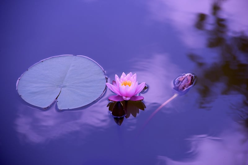 Lotus Flower Meditation